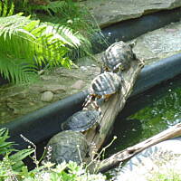 Stołeczne Książece Miasto Płock 