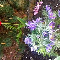 Kwiaty ogrodowe i polne :)