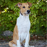 A ucho na zmianę staje raz jedno, raz drugie :D