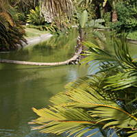 Roślinność zachodniego wybrzeża Portugalii