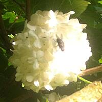 Kwiaty ogrodowe i polne :)