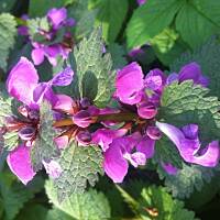 Kwiaty ogrodowe i polne :)