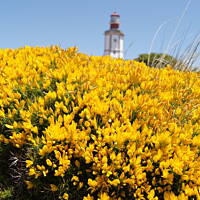 Roślinność zachodniego wybrzeża Portugalii