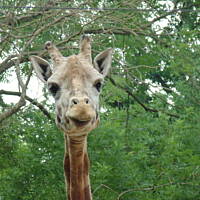 Stołeczne Książece Miasto Płock 