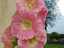 Fot. megi65, Malwy ))) 