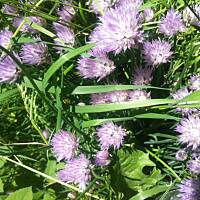 Kwiaty ogrodowe i polne :)