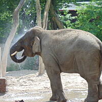 Stołeczne Książece Miasto Płock 