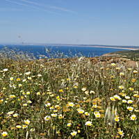 Roślinność zachodniego wybrzeża Portugalii