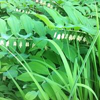 Kwiaty ogrodowe i polne :)