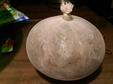 Fot. BalbinaPtys, Salceson domowy