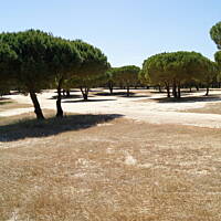 Roślinność zachodniego wybrzeża Portugalii