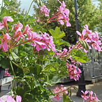 Stołeczne Książece Miasto Płock 