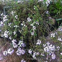 Kwiaty ogrodowe i polne :)