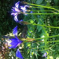 Kwiaty ogrodowe i polne :)