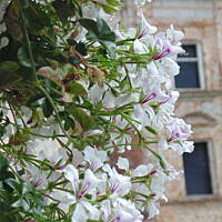 Stołeczne Książece Miasto Płock 