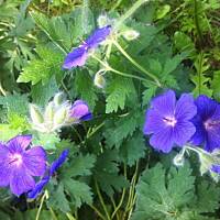 Kwiaty ogrodowe i polne :)