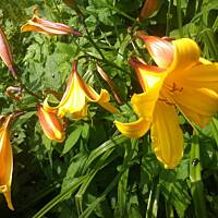 Kwiaty ogrodowe i polne :)