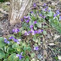 Fiołki wonne, wędrowniczki - dzikuski 