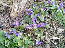 Fot. Smosia, Fiołki wonne, wędrowniczki - dzikuski 