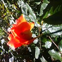 Kwiaty ogrodowe i polne :)