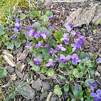 Fiołki wonne, wędrowniczki - dzikuski 