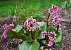 bergenia sercolistna