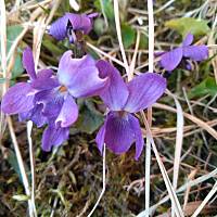 Fiołki wonne, wędrowniczki - dzikuski 