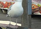 głodna mewa