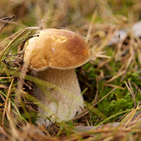 Grzybowe wyprawy 2015