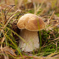 Grzybowe wyprawy 2015