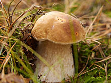 Fot. Wkn, Grzybowe wyprawy 2015