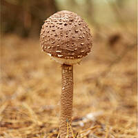 Grzybowe wyprawy 2015