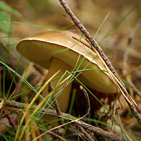 Grzybowe wyprawy 2015