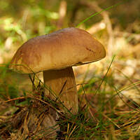 Grzybowe wyprawy 2015