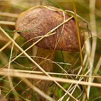 Grzybowe wyprawy 2015