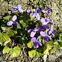 Fiołki wonne, wędrowniczki - dzikuski 