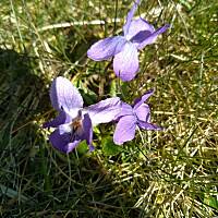 Fiołki wonne, wędrowniczki - dzikuski 