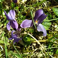 Fiołki wonne, wędrowniczki - dzikuski 