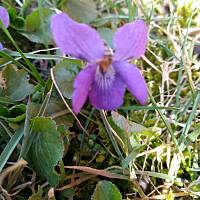 Fiołki wonne, wędrowniczki - dzikuski 