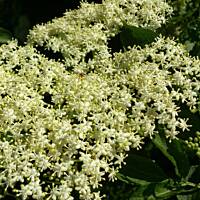 Syrop z kwiatów czarnego bzu - leczniczy