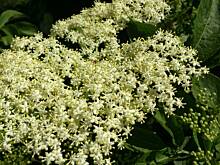 Fot. nadia, Syrop z kwiatów czarnego bzu - leczniczy