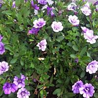 Kwiaty ogrodowe i polne :)