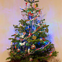 Lepiej wybrać sztuczną czy prawdziwą choinkę?