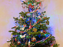 Fot. Wkn, Lepiej wybrać sztuczną czy prawdziwą choinkę?