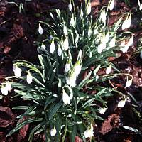 Kwiaty ogrodowe i polne :)