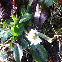 Kwiaty ogrodowe i polne :)