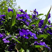 Spacerkiem u sąsiadów 