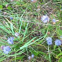 Kwiaty ogrodowe i polne :)