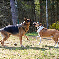 Z Dallasem...Tylko z pozoru groźnie, tak naprawdę to najlepsi kumple :)