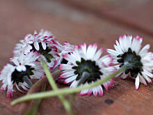 Fot. Wkn, Wiosna, wiosna!